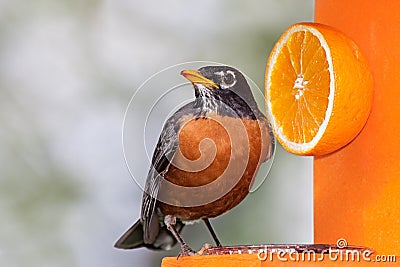 Robin and Orange Stock Photo