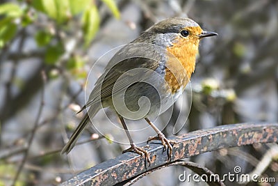 Robin Perched on a Gate Stock Photo