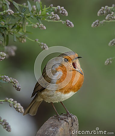 Robin on a post Stock Photo