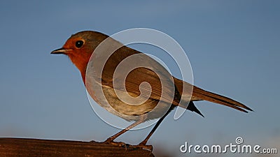 Robin Stock Photo