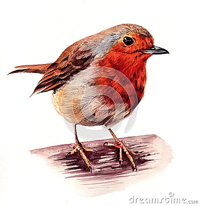 Robin Red Breast Stock Photo