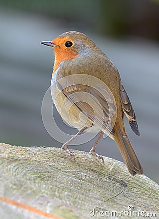 Robin Redbreast Stock Photo