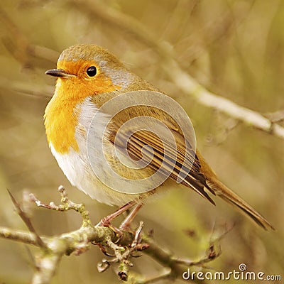 Robin Redbreast Stock Photo