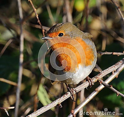 Robin redbreast, closeup, fearless, tame. Stock Photo