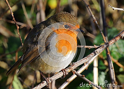 Robin redbreast, closeup, fearless, tame. Stock Photo