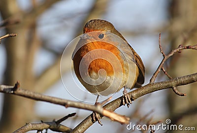 Robin Redbreast Stock Photo