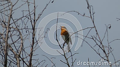 Robin Redbreast singing to its hearts delight in the evening sunset Stock Photo