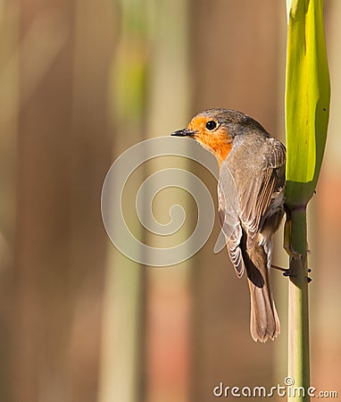 Robin on reed plant Stock Photo