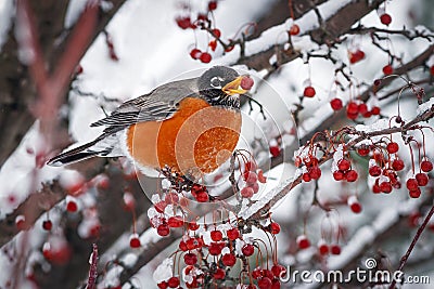 Robin on Snowy Crab Apple Branch Stock Photo