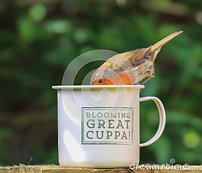 Robin sat on cup Stock Photo