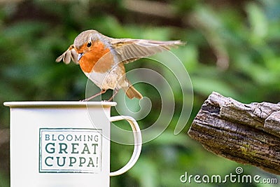 Robin sat on cup Stock Photo