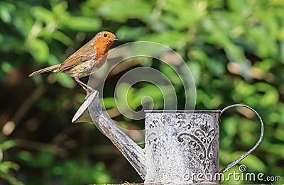 Robin sat on a watering can Stock Photo