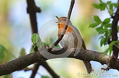 Robin singing Stock Photo