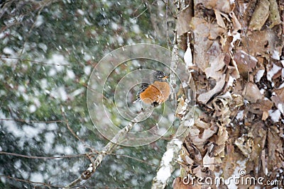 Robin on a Snowy Birch Limb II Stock Photo