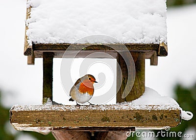 Robin at a snowy bird feeder in winter Stock Photo