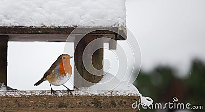 Robin at a snowy bird feeder in winter Stock Photo