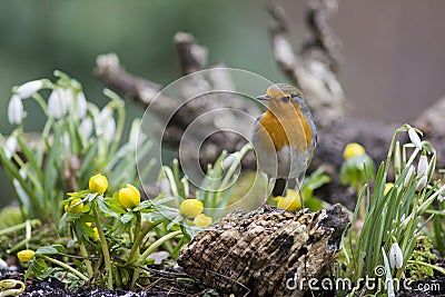 Robin and springtime flowers Stock Photo