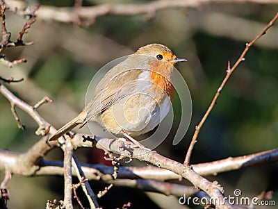 Robin in sunshine among twigs and branches Stock Photo