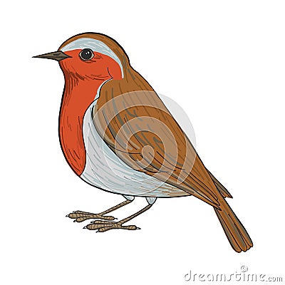 Vector drawing robin Vector Illustration