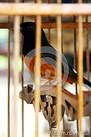 Robin, white rumped shama in the cage. Stock Photo