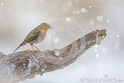 Robin in winter Stock Photo