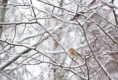 Robin in winter Stock Photo