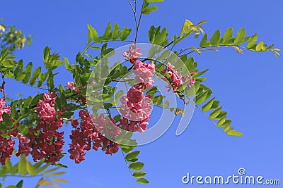 Robinia Stock Photo