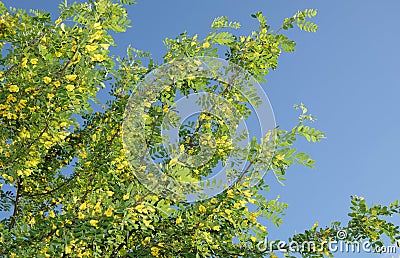 Robinia flowers false acacia Stock Photo