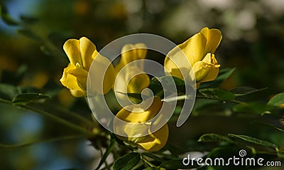 Robinia flowers false acacia Stock Photo