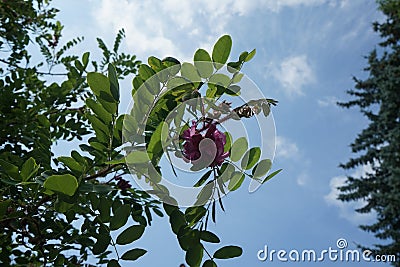 Robinia hispida is a shrub in the subfamily Faboideae of the pea family Fabaceae. Berlin, Germany Stock Photo