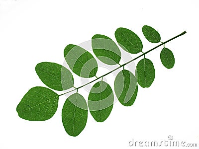 Robinia leaves Stock Photo