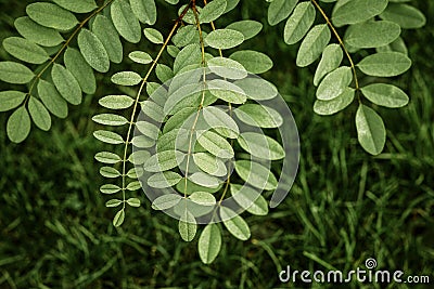 Small dew drops on green bush leaves Stock Photo