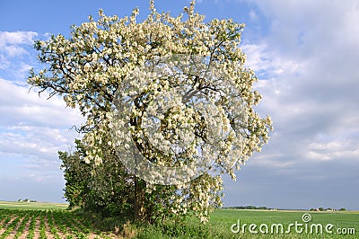 Robinia pseudoacacia Stock Photo