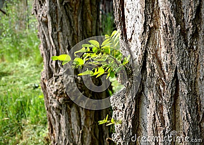 Robinia pseudoacacia bark of acacia and leaves sprouting from the buds on the trunk Stock Photo