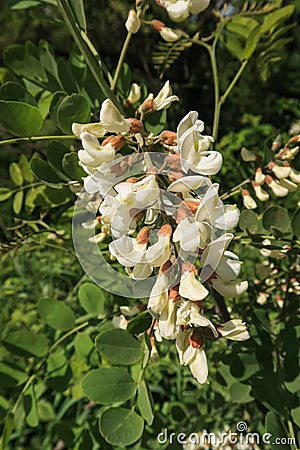 Robinia pseudoacacia Black Locust flower petals color Stock Photo