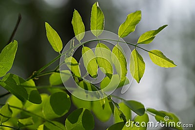 Robinia pseudoacacia, black locust leaves closeup Stock Photo