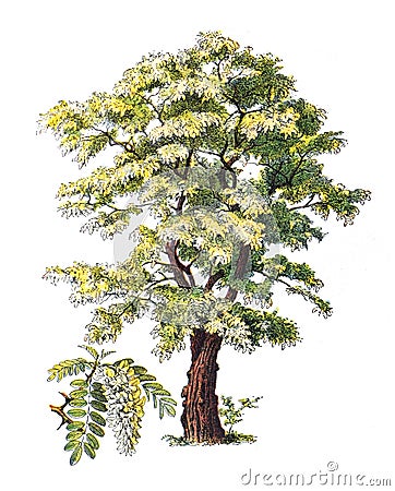 Robinia pseudoacacia or False acacia / Antique engraved illustration from from La Rousse XX Sciele Cartoon Illustration