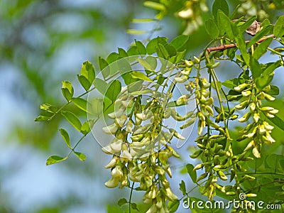 the blooming Robinia pseudoacacia Stock Photo