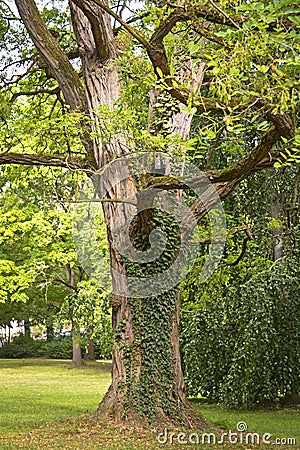 Robinia pseudoacacia Stock Photo