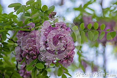 Robinia pseudoacacia ornamental tree in bloom, pink white color purple robe cultivation flowering bunch of flowers Stock Photo