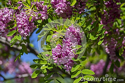 Robinia pseudoacacia ornamental tree in bloom, purple robe cultivation flowering bunch of flowers, green leaves in sunlight Stock Photo