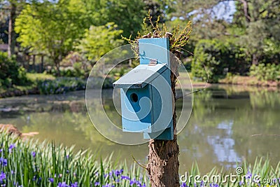Robins egg blue painted birdhouse beside a pond, spring scenery, bluebird house Stock Photo