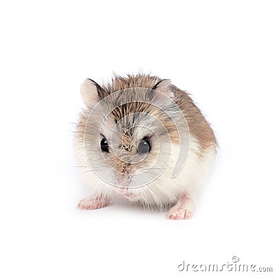 Roborovski hamster Stock Photo