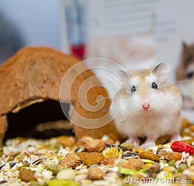 Roborovski hamster looking curious Stock Photo