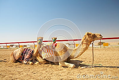 Robot camel racing Stock Photo