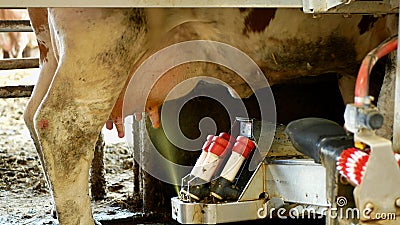 Robotic cow milking machine disinfection udder spray and mammary glands breast teats, intelligent robotic arm detail Stock Photo