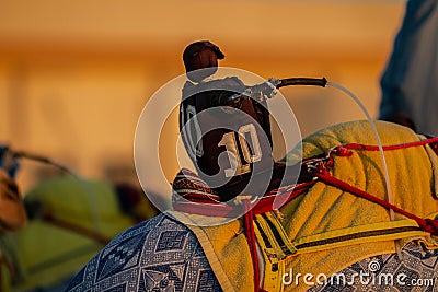 Robots racing camels in Abu Dhabi Stock Photo