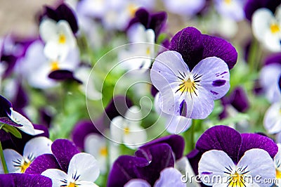 Robust and blooming. Garden pansy with purple and white petals. Hybrid pansy. Viola tricolor pansy in flowerbed. Pansy Stock Photo