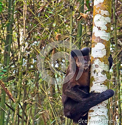 Robust Capuchin Monkey - Sapajus Apella Stock Photo
