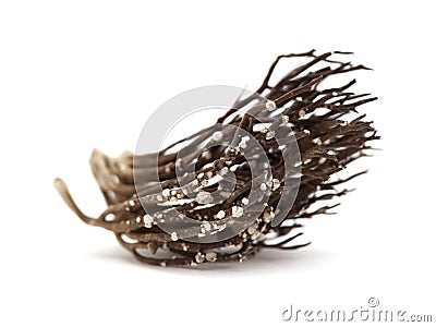 Roccella canariensis isolated Stock Photo